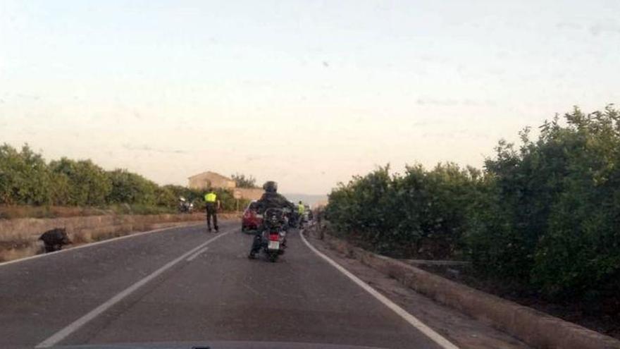 Un motorista choca con un jabalí en Almassora y es trasladado al hospital