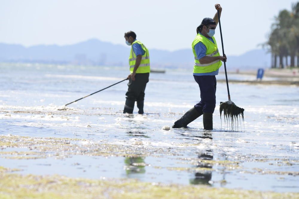 Limpieza del Mar Menor en Los Alcázares