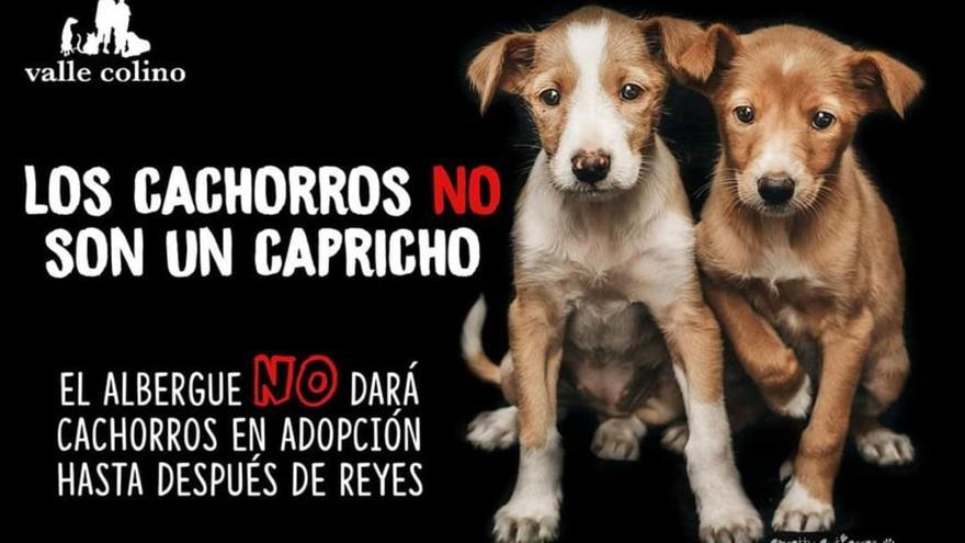 Adopción mascotas valle colino Tenerife: Valle Colino deja de dar cachorros  en adopción durante las navidades