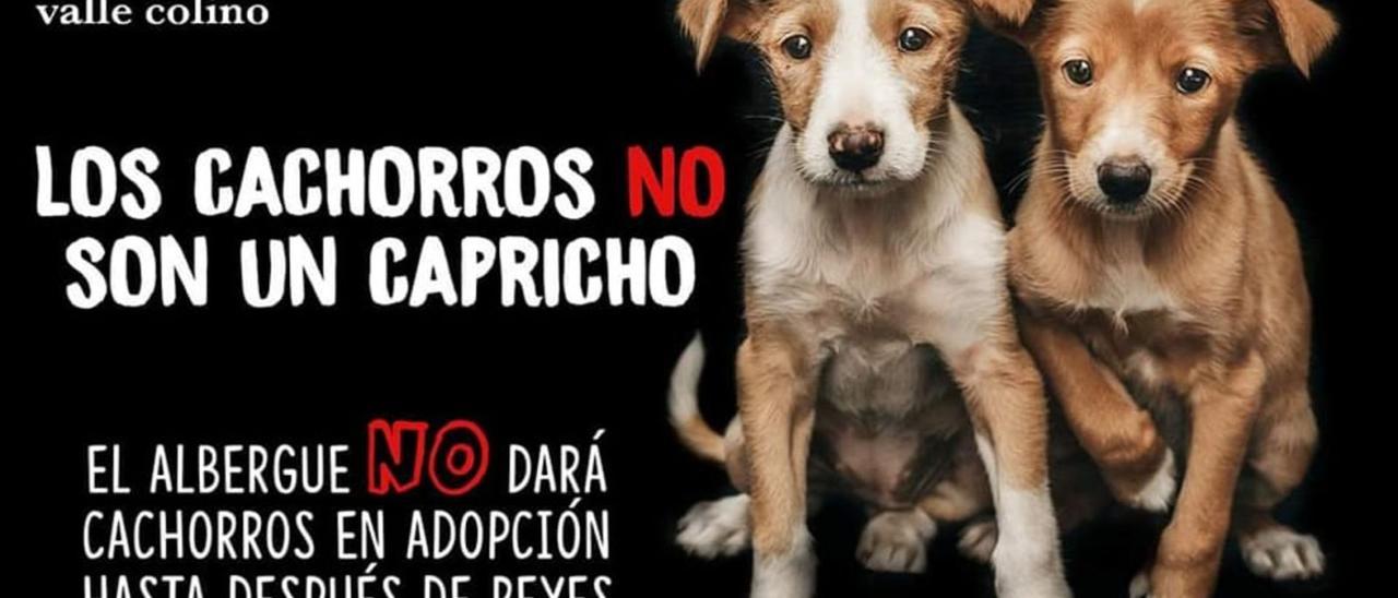 Adopción mascotas valle colino Tenerife: Valle Colino deja de dar cachorros  en adopción durante las navidades