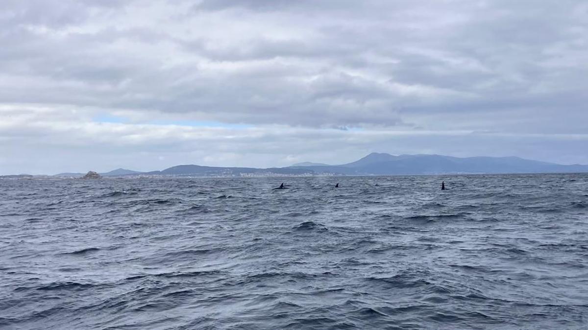 La familia de orcas llegada a Arousa.