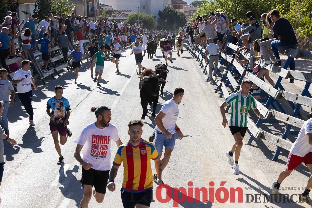 Cuarto encierro Feria del Arroz de Calasparra