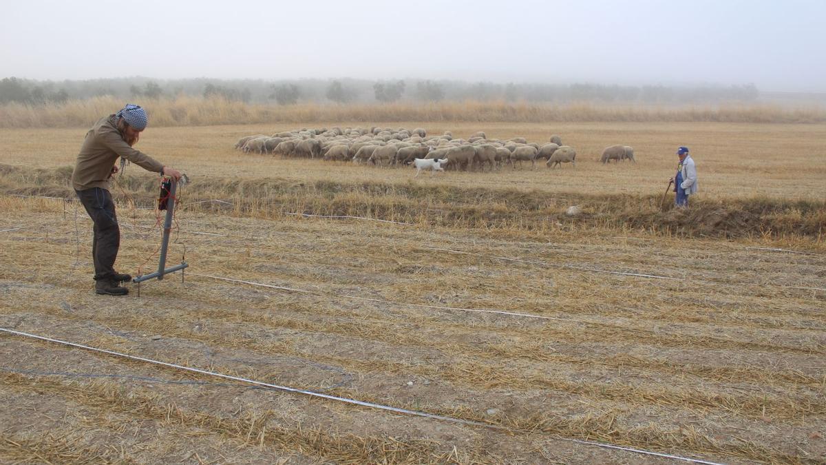 Sondeos: Un investigador realiza tareas de prospección en Regina, ante la mirada de un pastor y su rebaño de ovejas que pasta sobre el terreno, el pasado mes de septiembre.
