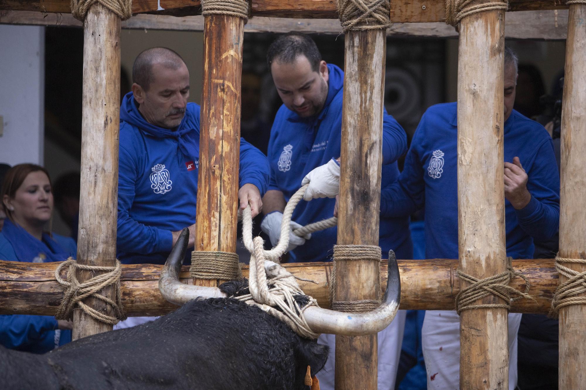 El "Bou en corda" vuelve al Pont Vell de Ontinyent