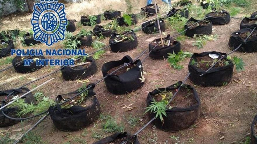 Tres detenidos por cultivo de marihuana en la Montaña