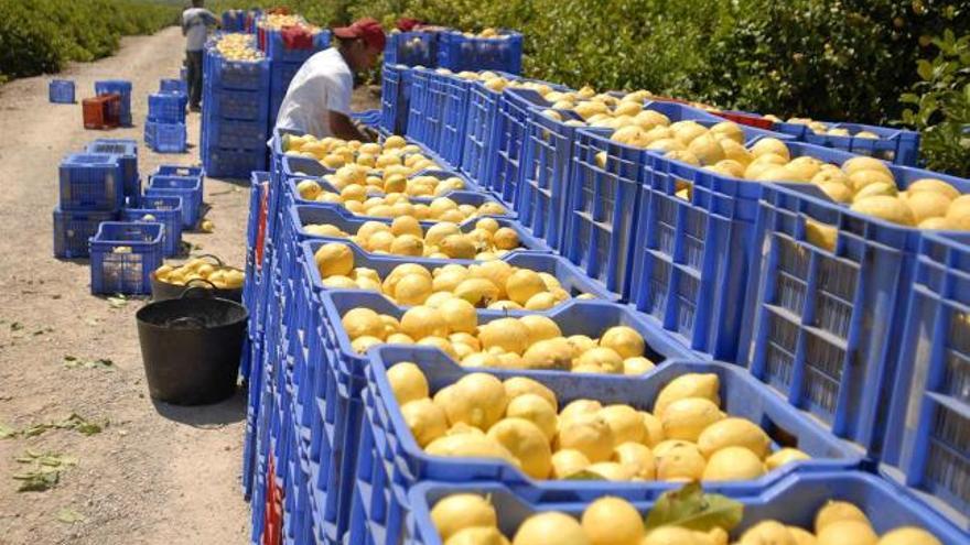 Una empresa enlata 2.400 kg de limones de Orihuela en Navarra