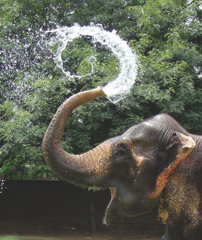 Chitwan, la selva del Himalaya