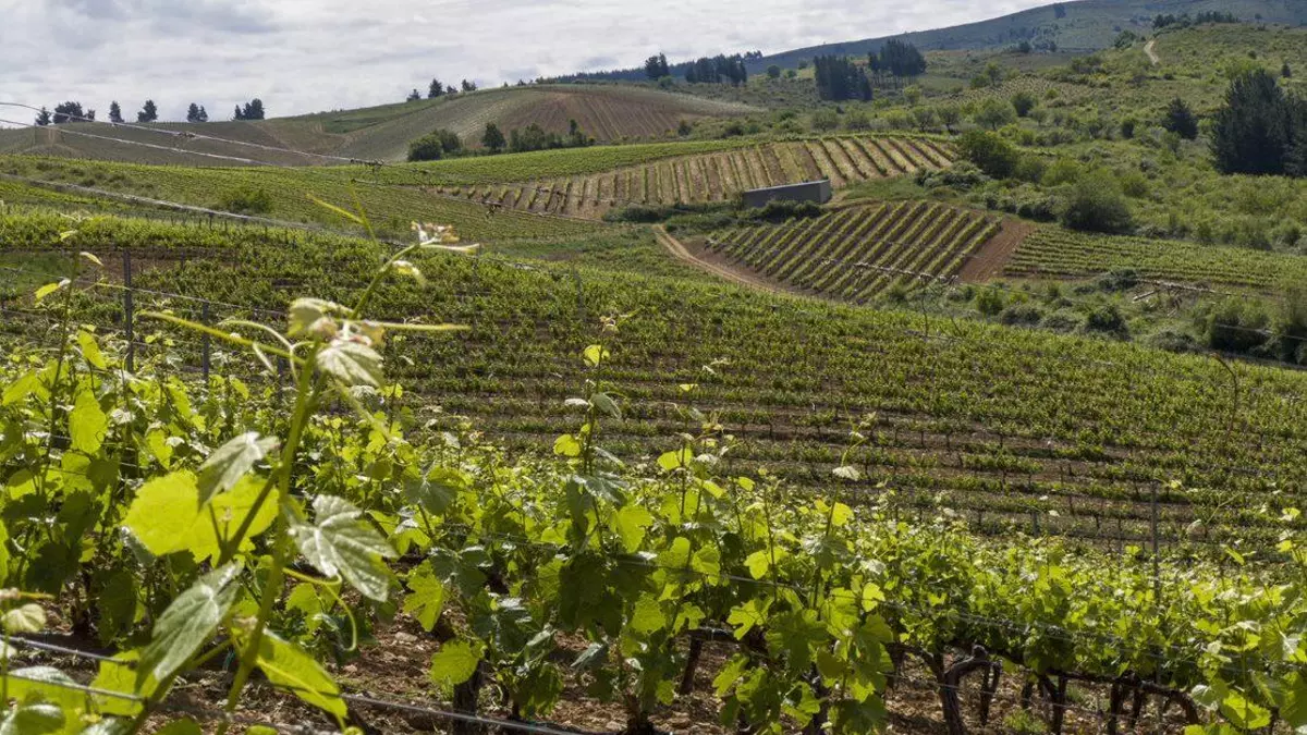 Día V Ribera del Duero: cata exclusiva de los vinos que conquistan el mundo