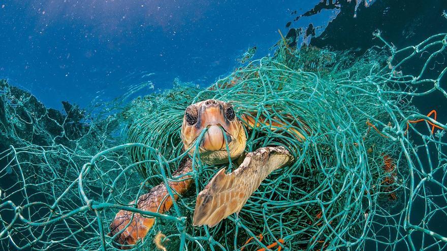 Verlassene Fischernetze sind die größte Gefahr für Schildkröten vor Mallorca