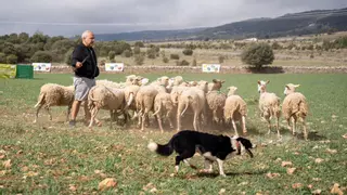 5 razones para no perderte el concurso de perros pastores de Castellón más emblemático del verano