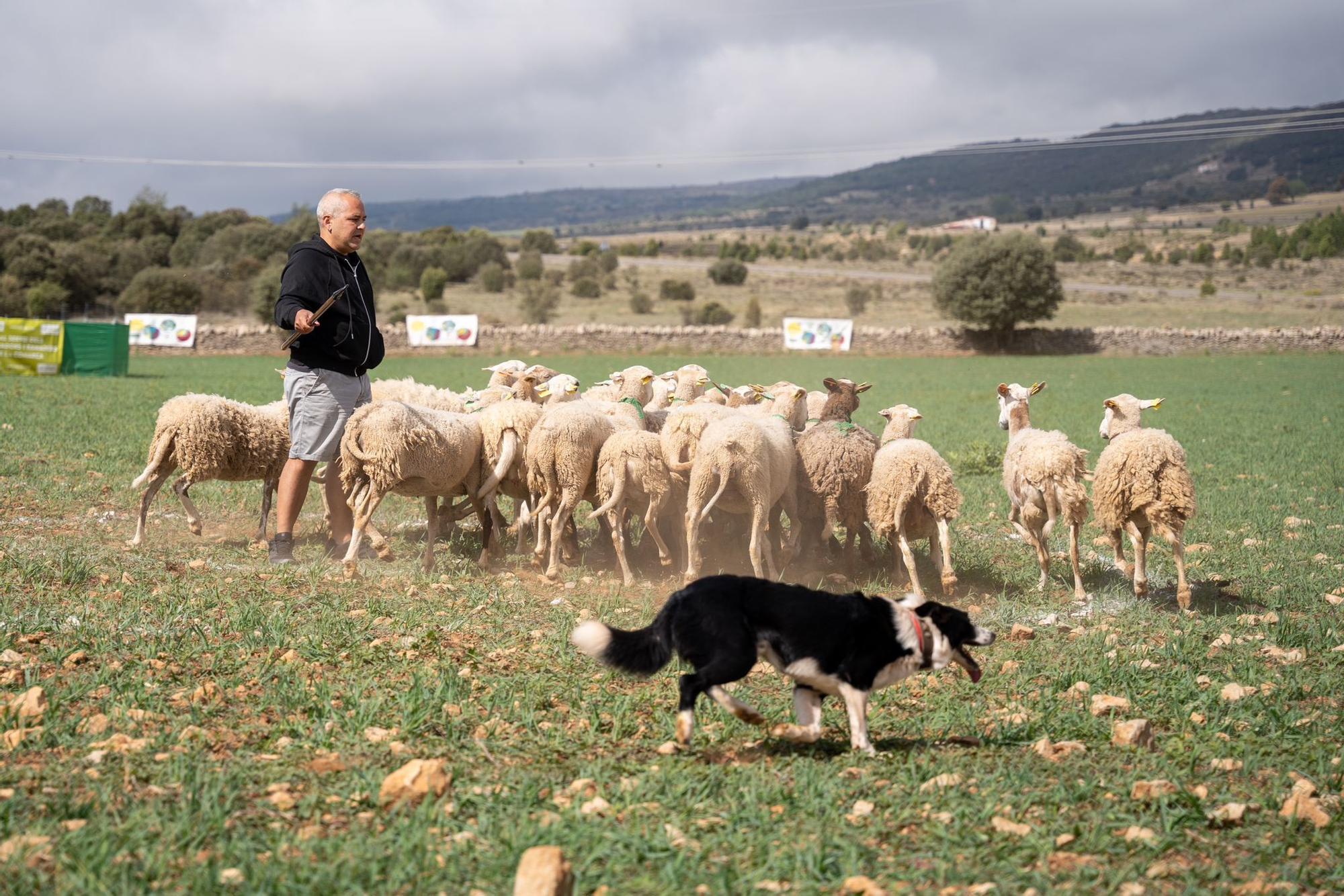 Las mejores fotos del concurso de perros pastores de Ares