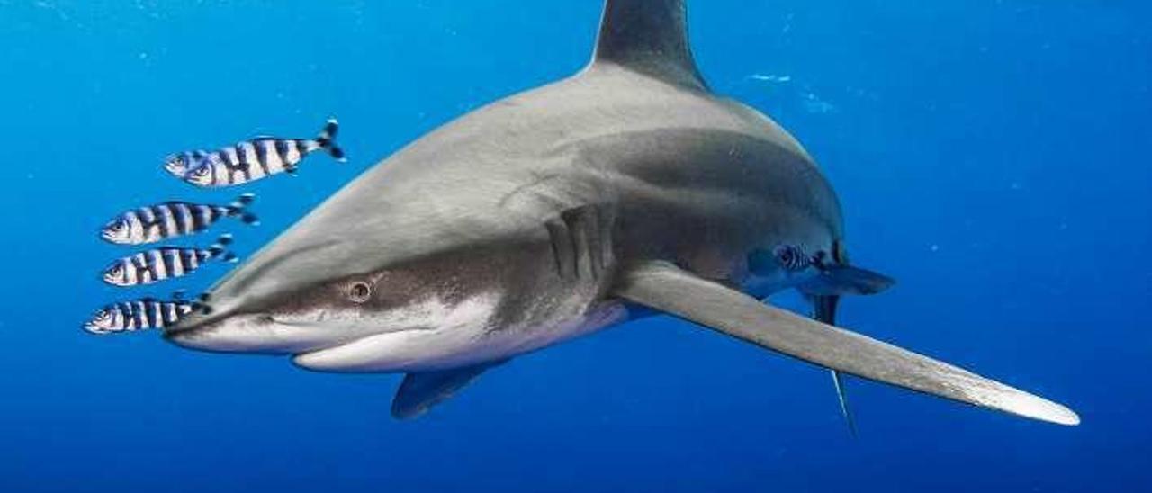 Tiburón oceánico de puntas blancas, fotografiado en Brother Islands, en el mar Rojo.