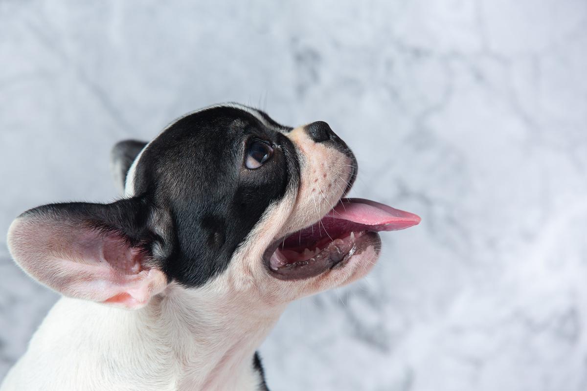 Bulldog francés.