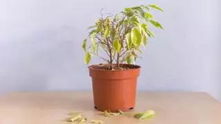 Las hojas de tus plantas de interior no volverán a ponerse amarillas con este truco casero