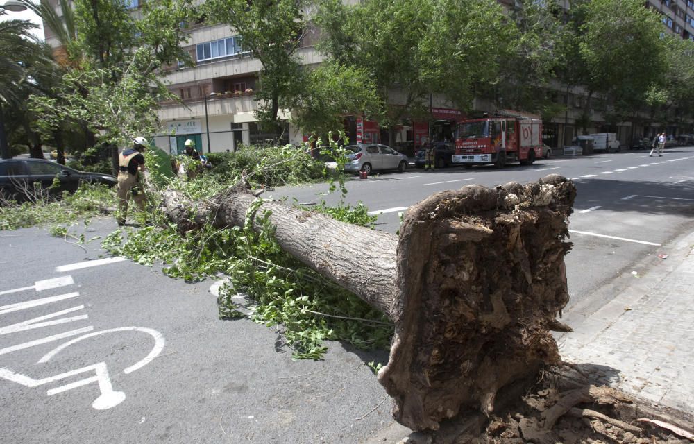 Un árbol se derrumba en la avenida de Burjassot de Valencia