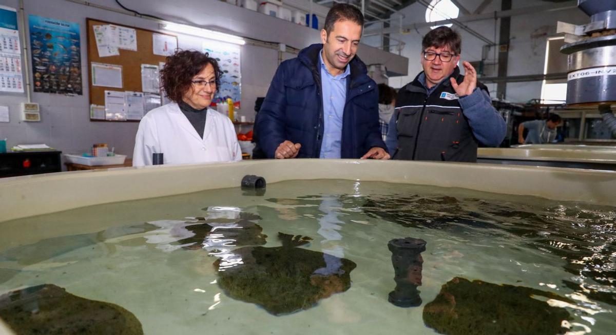 El conselleiro de Mar, Alfonso Villares, ante un criadero de rodaballo en el Igafa de A Illa, esta mañana.   | //  IÑAKI ABELLA