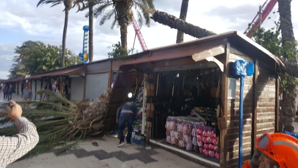 Es el tercer ejemplar de palmera que cae sobre los puestos de artesanía en un mes y los vendedores lamentan la falta de mantenimiento.