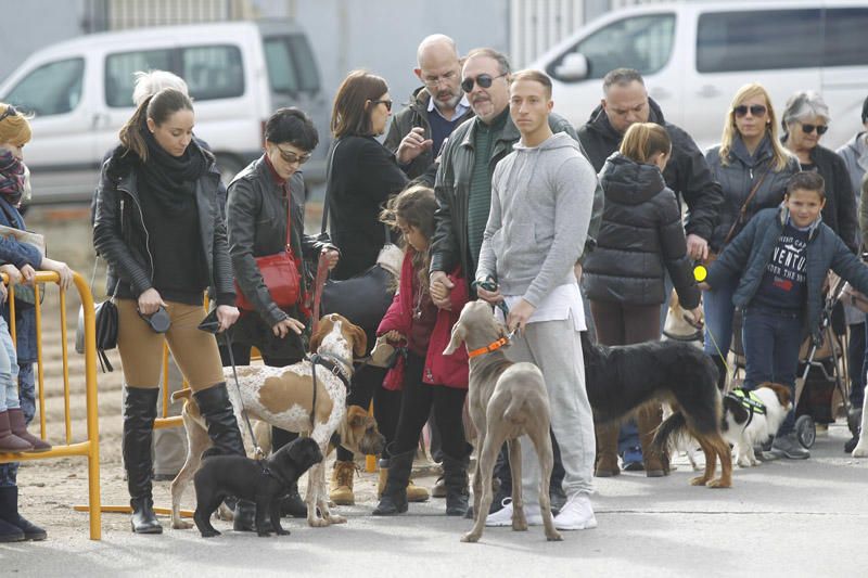 Benidición de animales en la Ermita de Vera y en la Punta