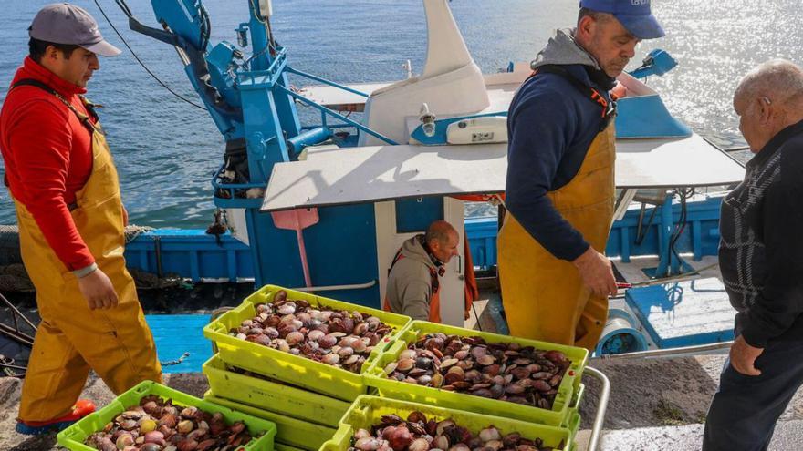 Cambados supera las 50 toneladas de volandeira en solo ocho días