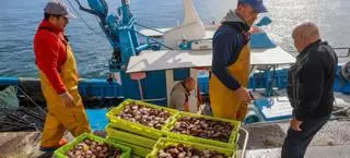 Cambados supera las 50 toneladas de volandeira en solo ocho días