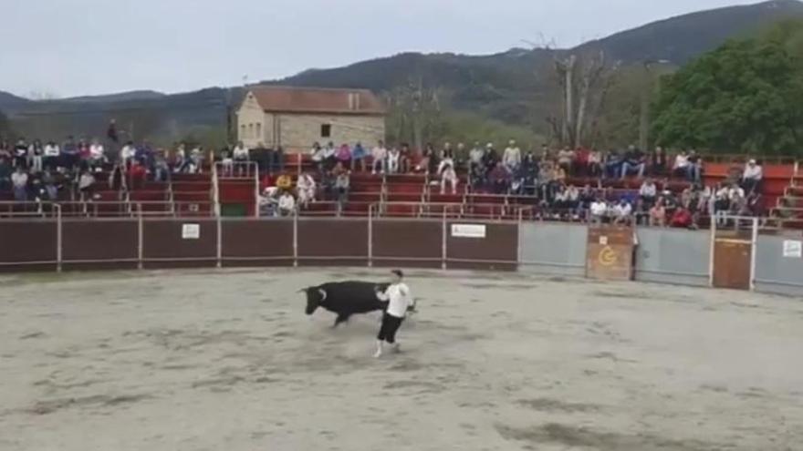 Animalistas denuncian la presencia de menores de 12 años en un evento taurino en Padrón