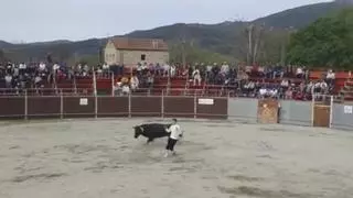 Animalistas denuncian la presencia de menores de 12 años en un evento taurino en Padrón