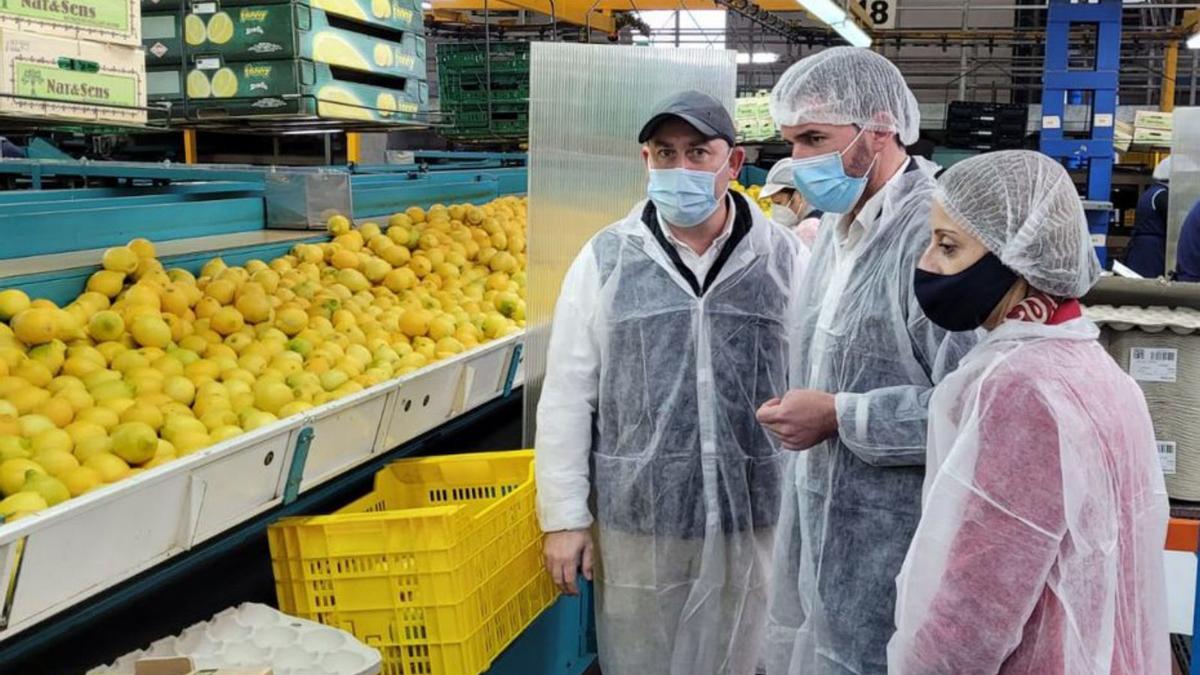 Manipulado de cítricos de la empresa ArcoFruits. | CARM