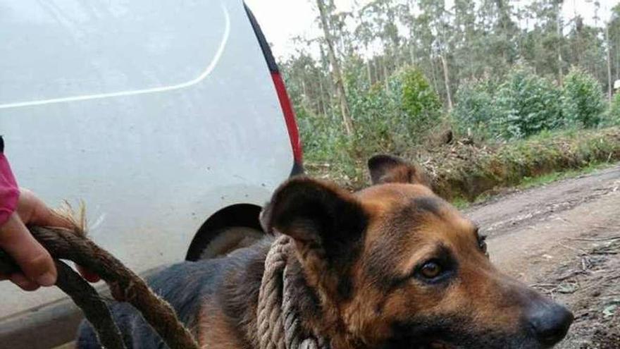 Un perro abandonado a la puerta del refugio de Apadan.