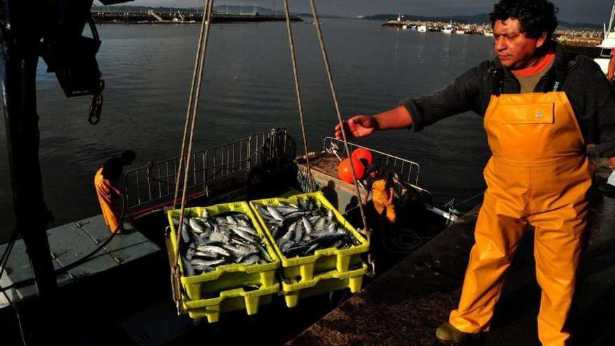 Un cerquero descarga cajas de sardina en un puerto gallego. iñaki abella