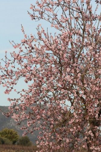 Die ersten Mandelblüten auf Mallorca