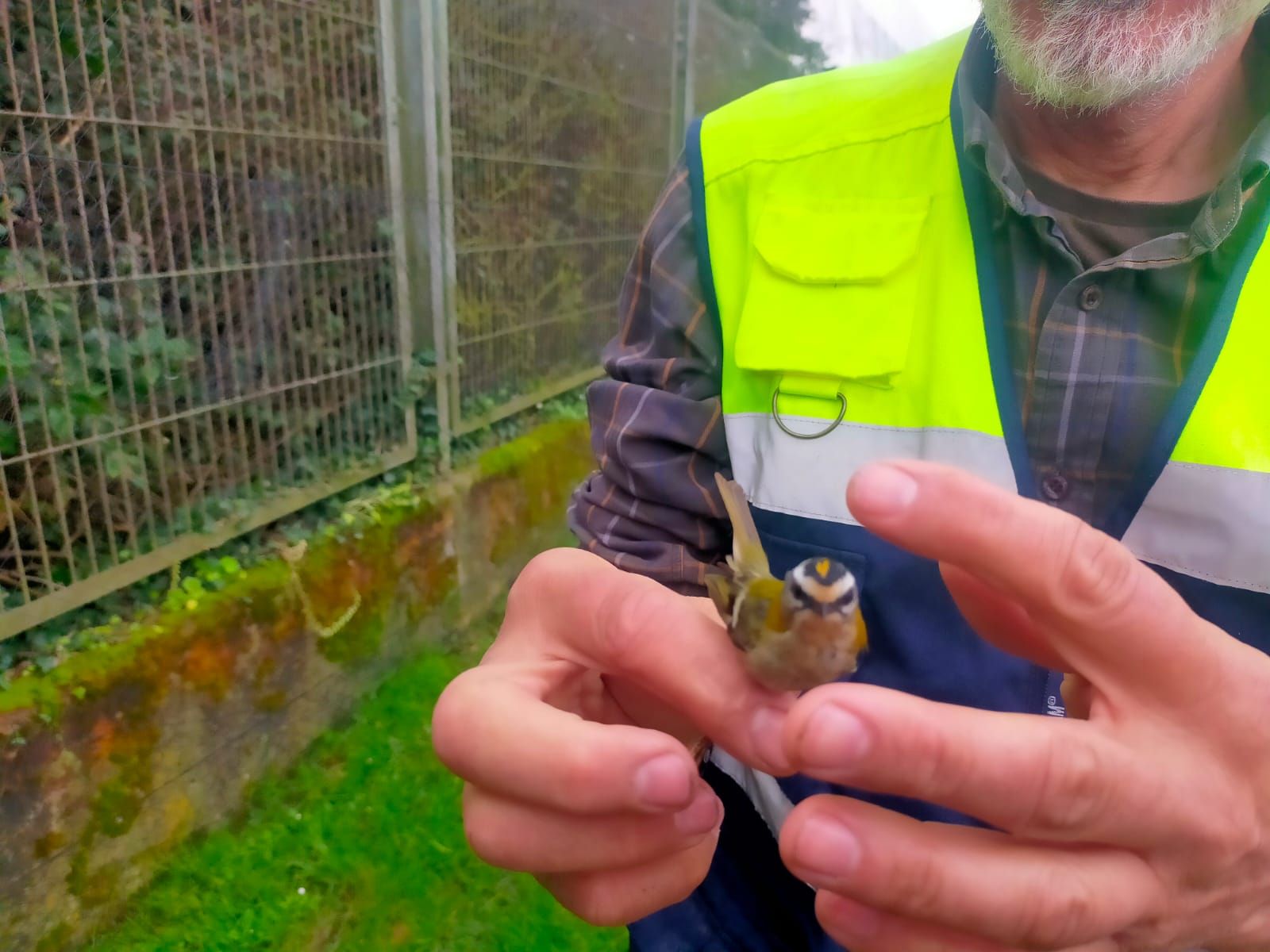 Pájaros al vuelo entre minibosques y jardines de lluvia: el proyecto de investigación sobre aves en Gijón (en imágenes)