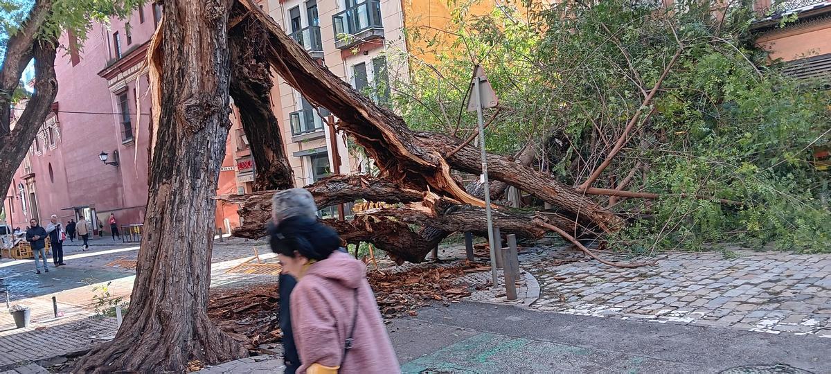 FOTOGALERÍA | Una palmera cae sobre un coche en Kansas City y un árbol se desploma en San Jacinto
