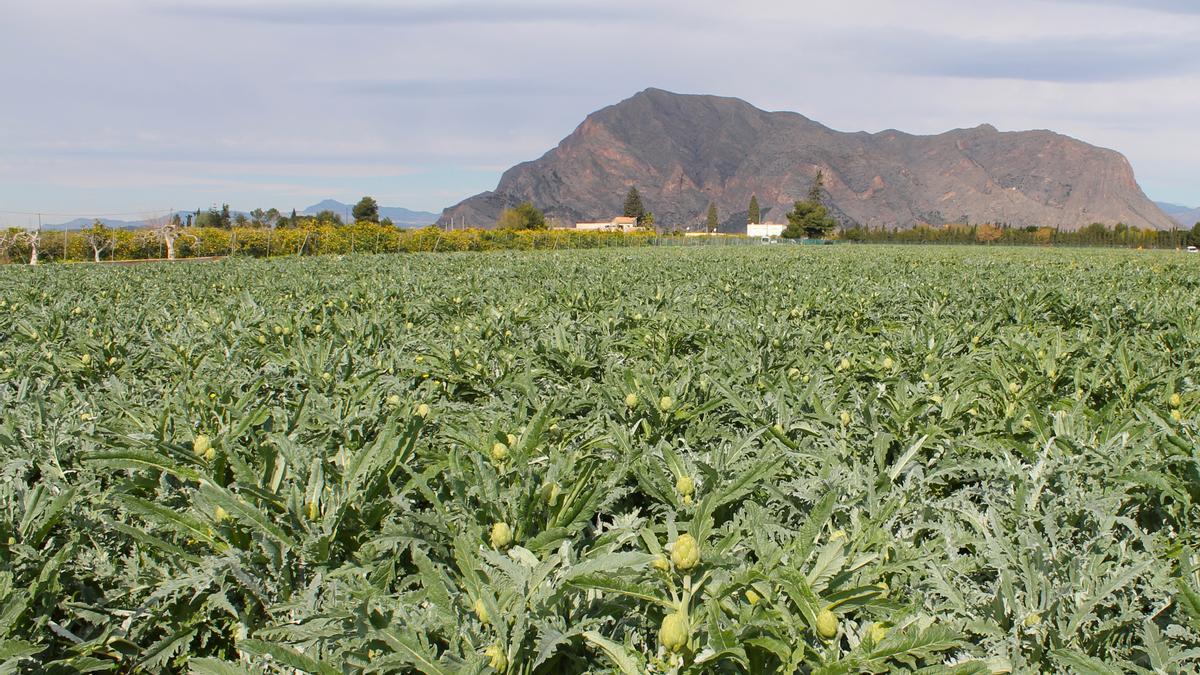 La Vega Baja es una zona productora de referencia.