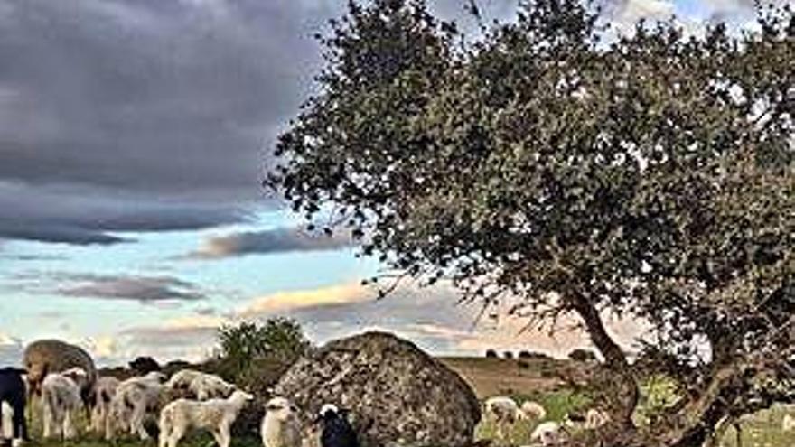 Grupo de ovejas y corderos en Cibanal, en la tarde de ayer.