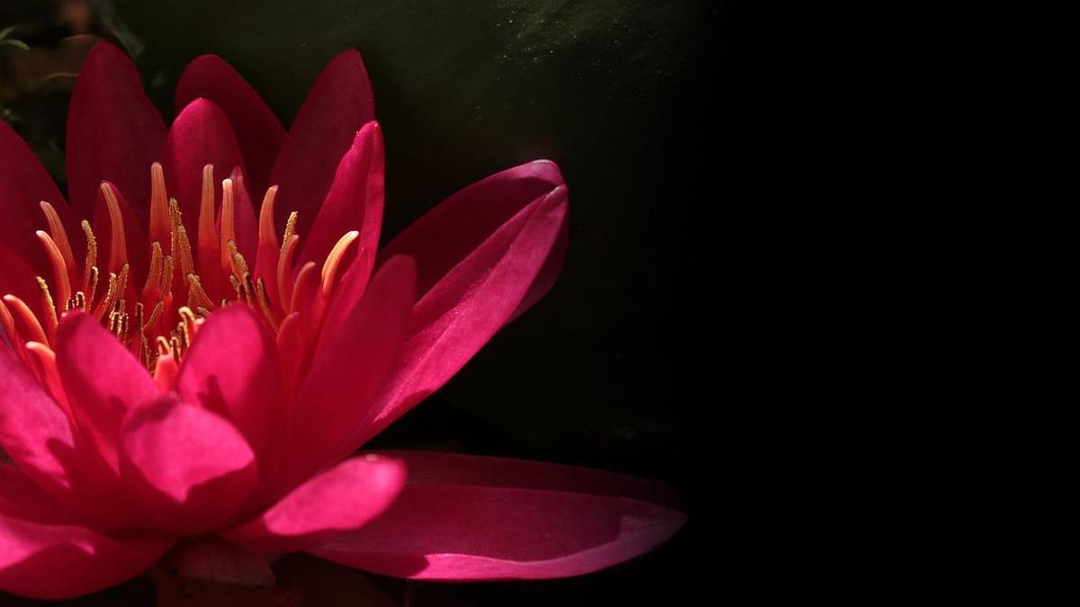Flor de loto: todo sobre los cuidados de esta planta acuática