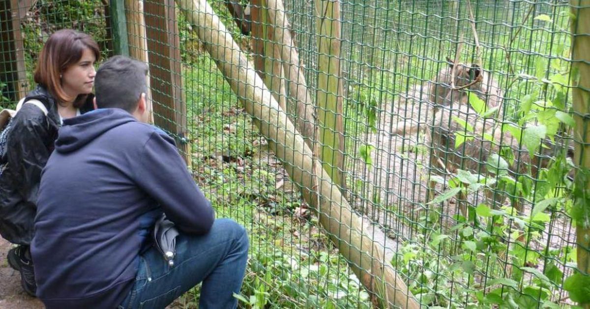 El lobo atrae turismo a Belmonte