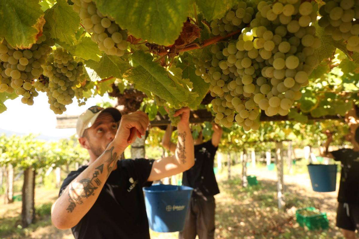 La vendimia en Bodegas Laureatus, en San Martiño de Meis.