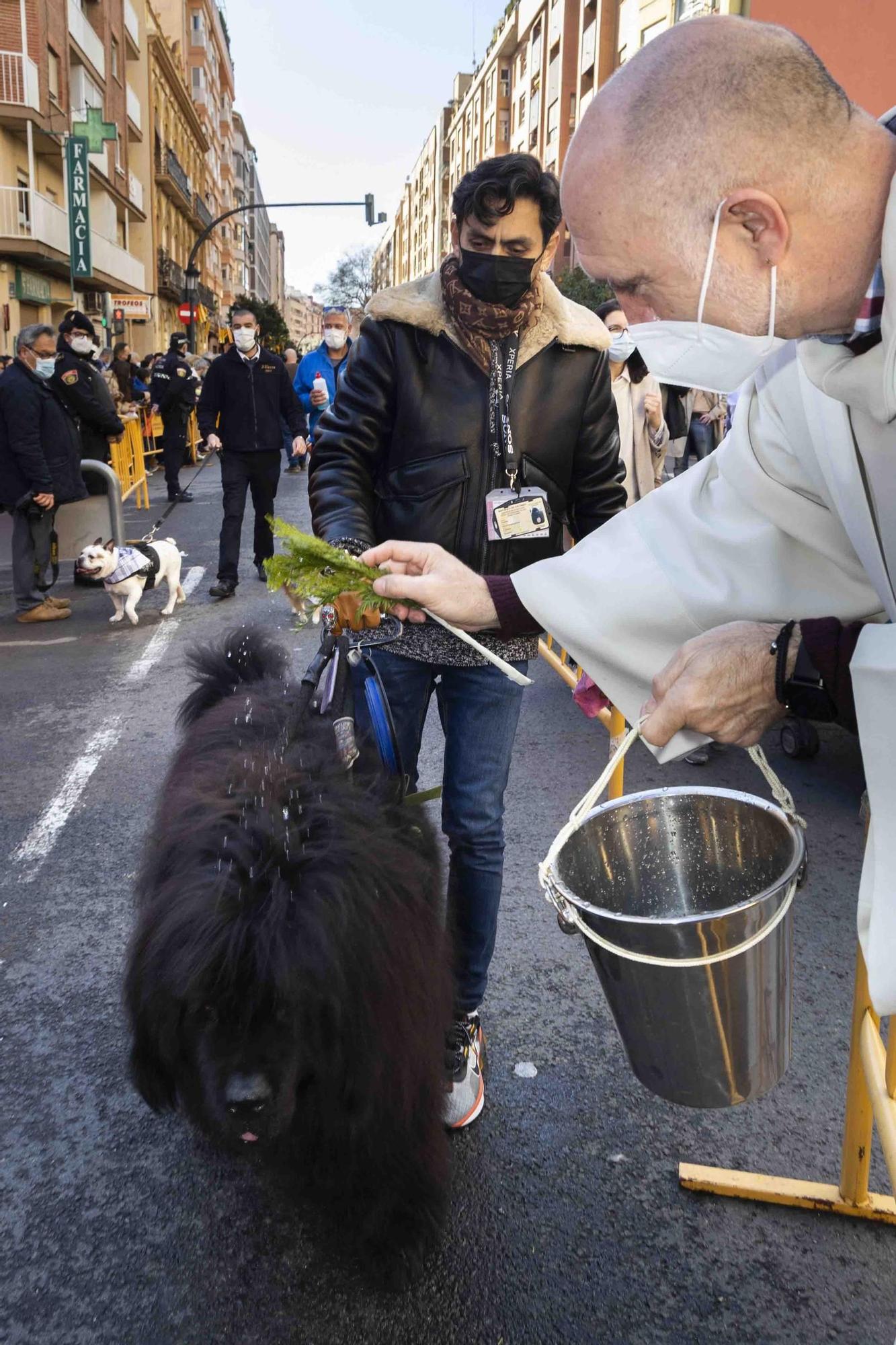 Búscate en la bendición de animales de Sant Antoni