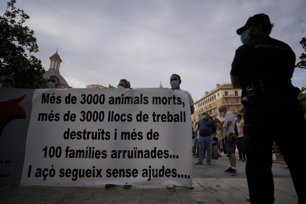 Protesta taurina y ganadera contra la falta de ayudas al sector en València