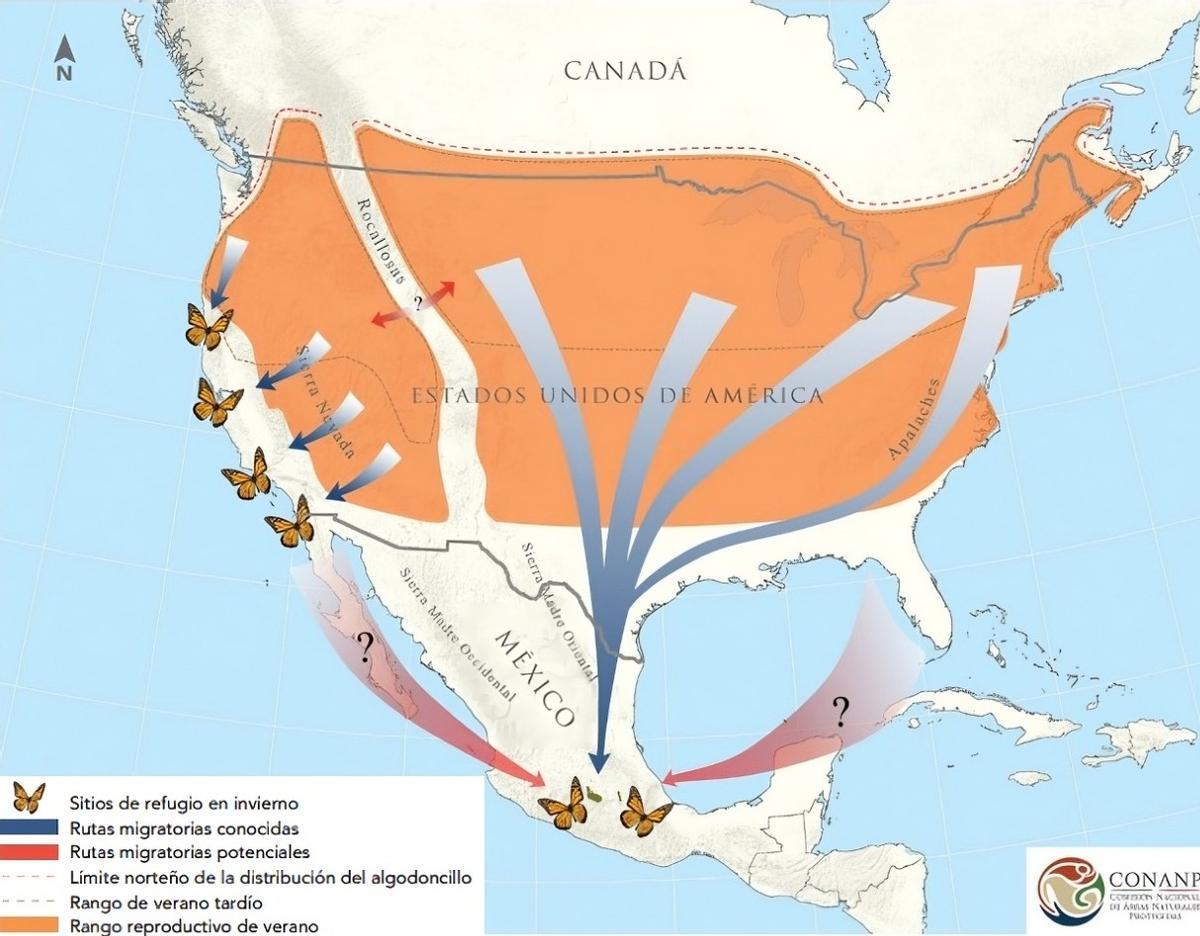 Fenómeno migratorio de la Mariposa Monarca.