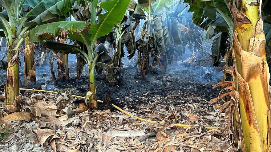 Incendio en una finca de plataneras en la zona de Chira-Soria