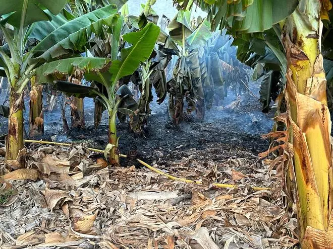 Incendio en una finca de plataneras en la zona de Chira-Soria