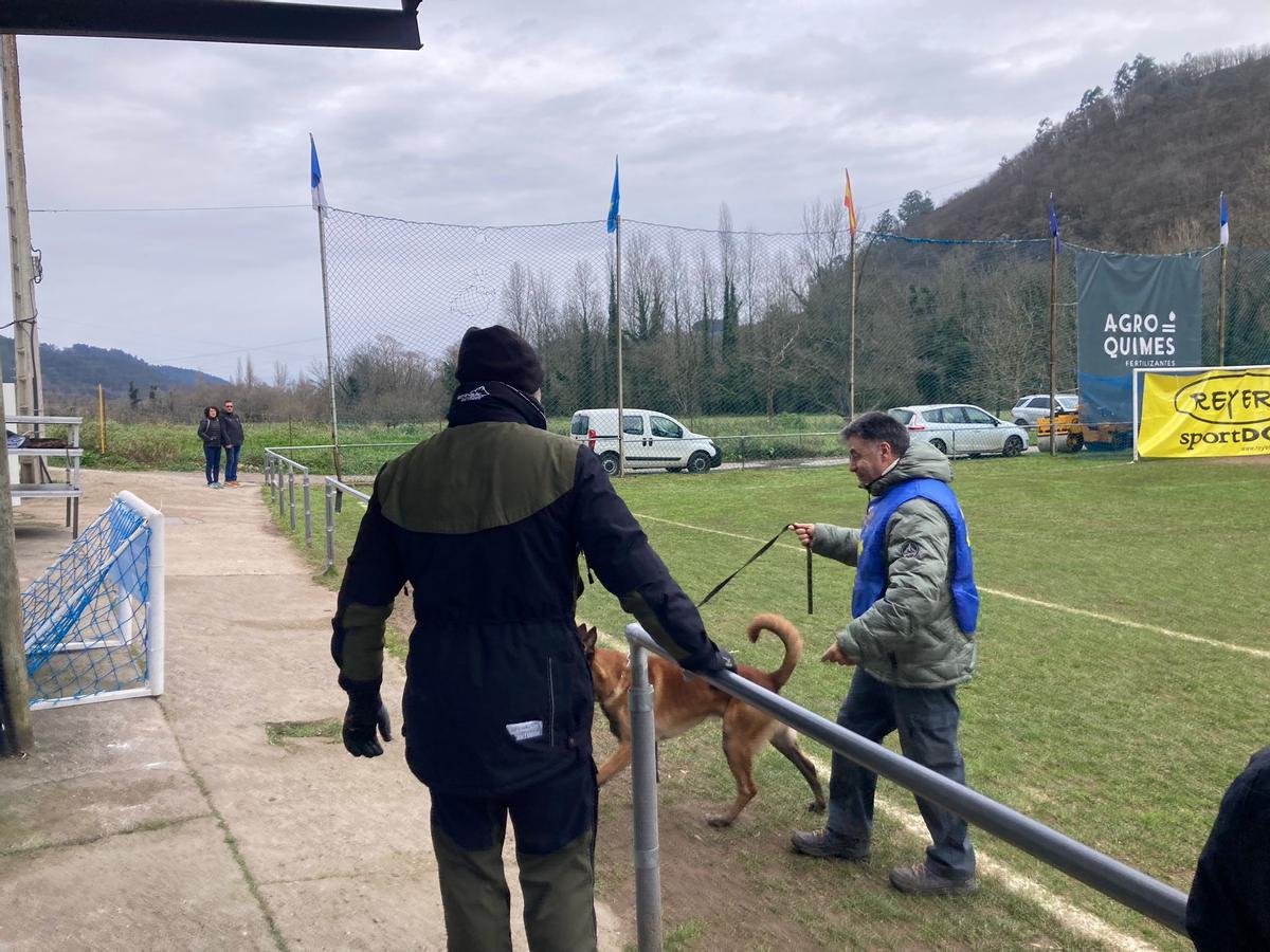 Gélida mañana de campeonato de adiestramiento canino en Cornellana