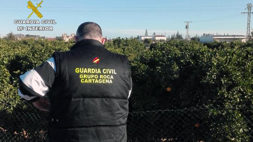 Tres detenidos por robar más de una tonelada de naranjas en el Campo de Cartagena