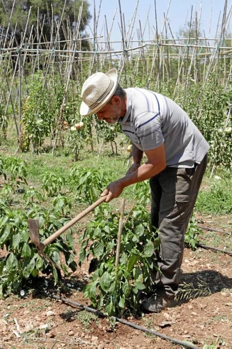 Bartomeu Ballester und Pere Ferragut haben ihre Jobs aufgegeben, um auf der Finca Es Pontet bei Algaida Bio-Gemüse und -Obst anzubauen.