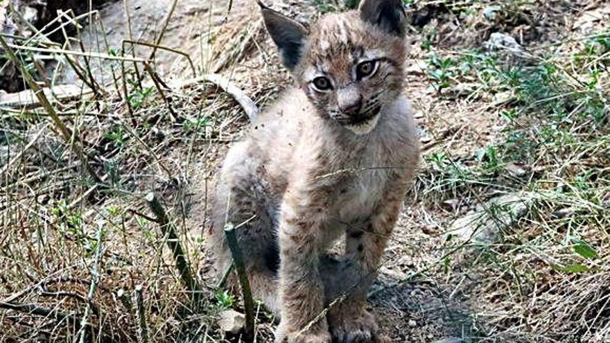 Nova cria de linx al Pirineu  un segle després