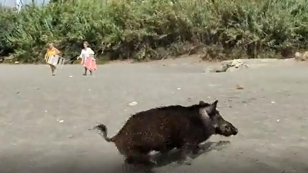 Un jabalí sale corriendo tras darse un baño en la playa de Benajarafe.