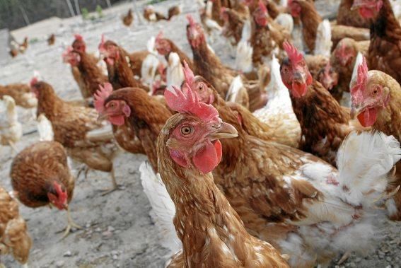 Sie sind für das Eierlegen gezüchtet, wissen, was sie zu tun haben, genießen den Auslauf - und schauen doch stets ängstlich gen Himmel. Zu Besuch bei 1.200 Hühnern in der Nähe von Marratxí.