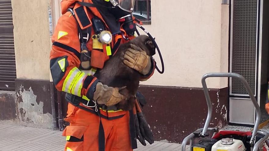 ro gatos y un hámster en el incendio de una vivienda en Alzira