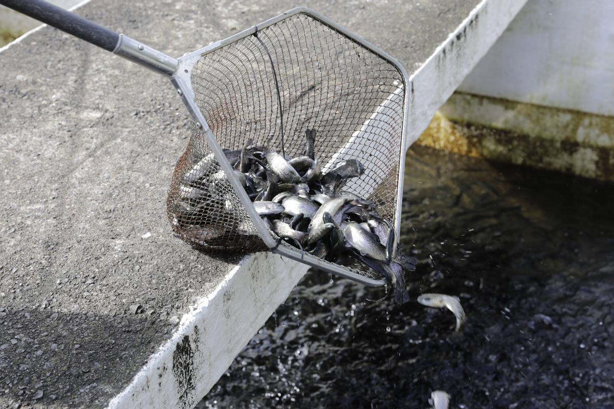 PECES EN LA RED. PISCIFACTORIA SOMINES. ACUICULTURA. FALTA DE AGUA